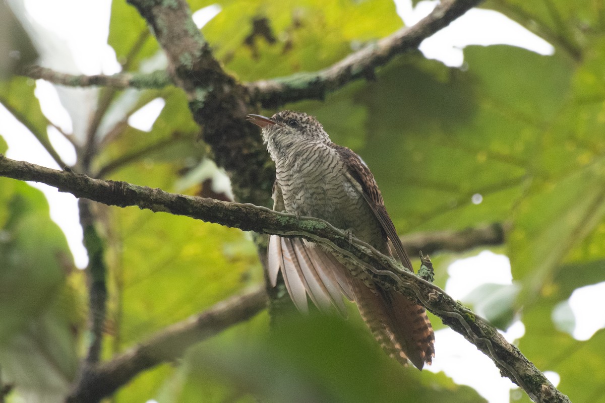 Banded Bay Cuckoo - ML645642596