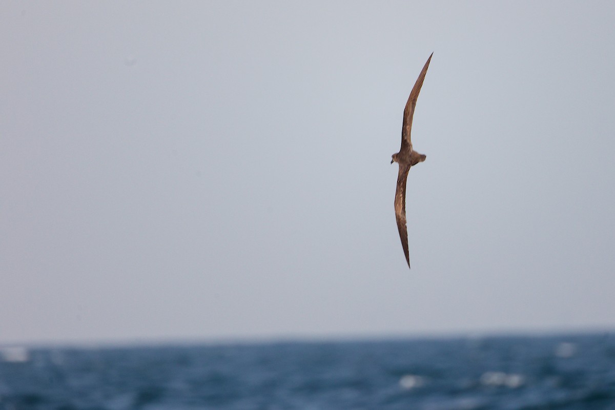 Jouanin's Petrel - ML645642598