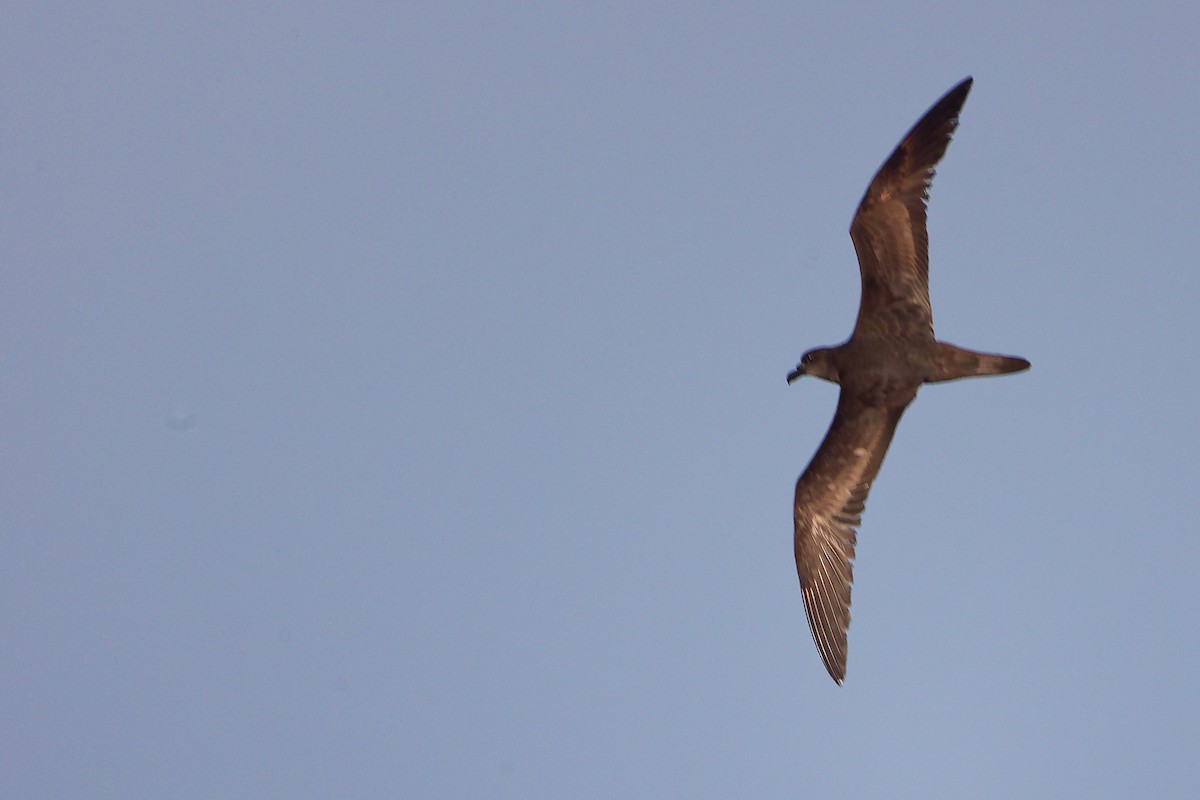 Jouanin's Petrel - ML645642599