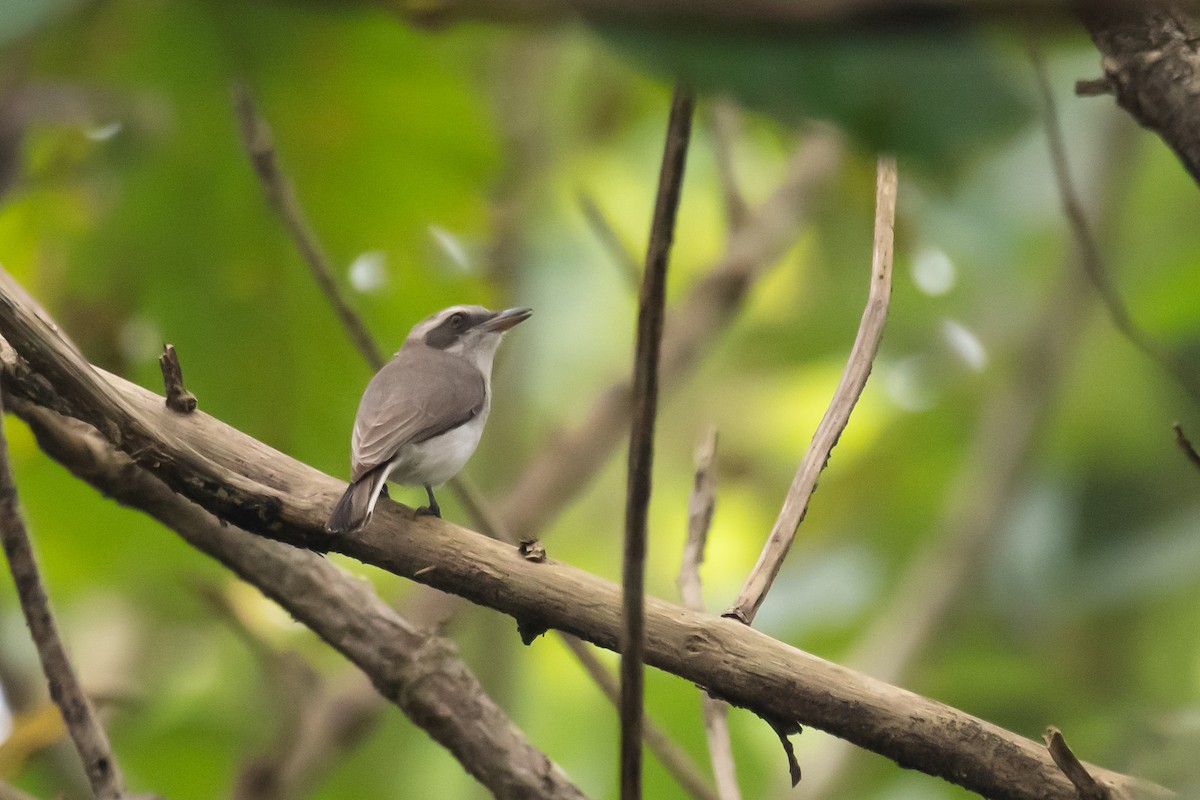 Common Woodshrike - ML645642602