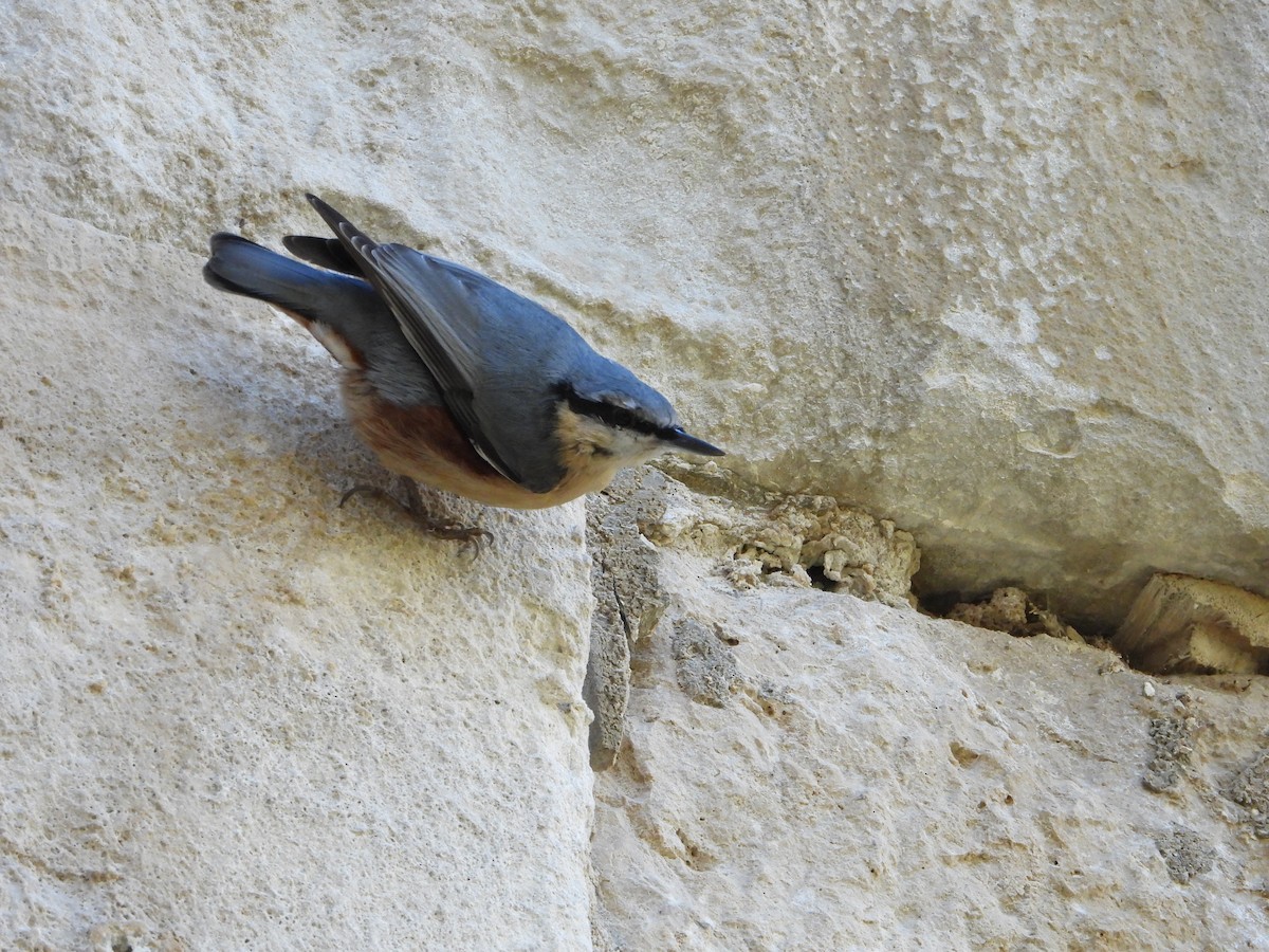 Garrapo eurasiarra - ML645642604