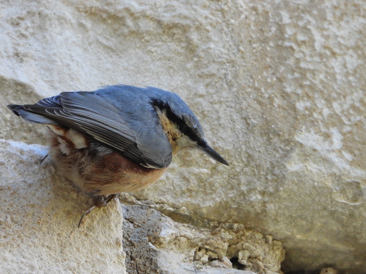 Garrapo eurasiarra - ML645642605