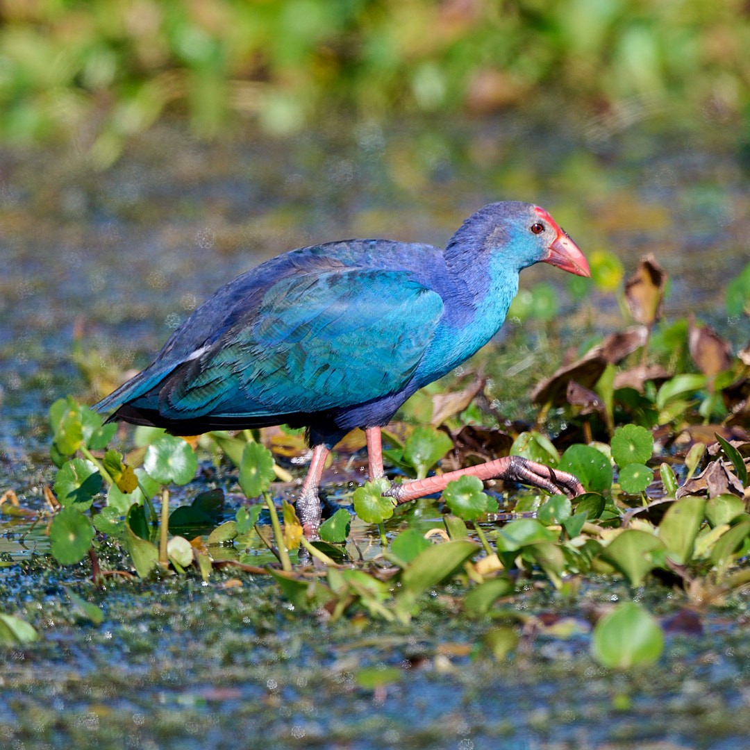 Gray-headed Swamphen - ML645642606