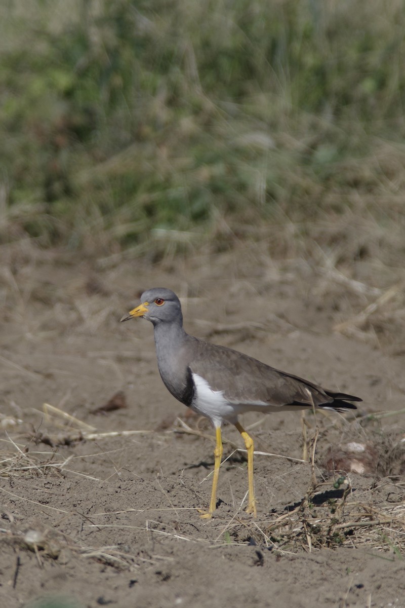 gråhodevipe - ML645642607