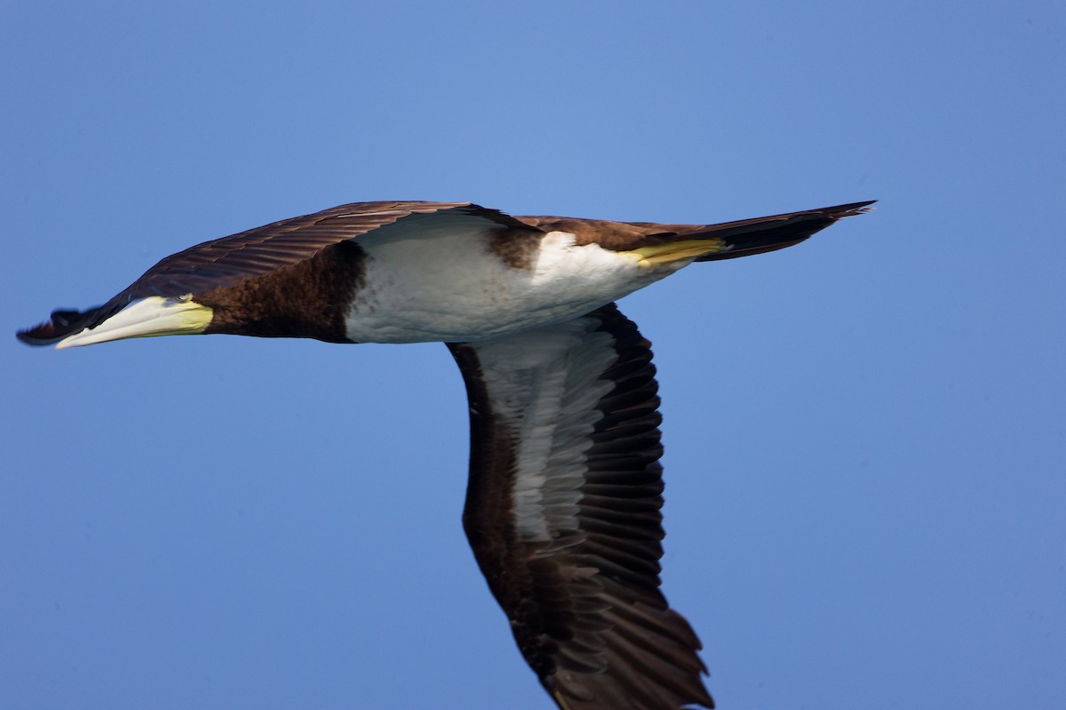 Brown Booby - ML645642608