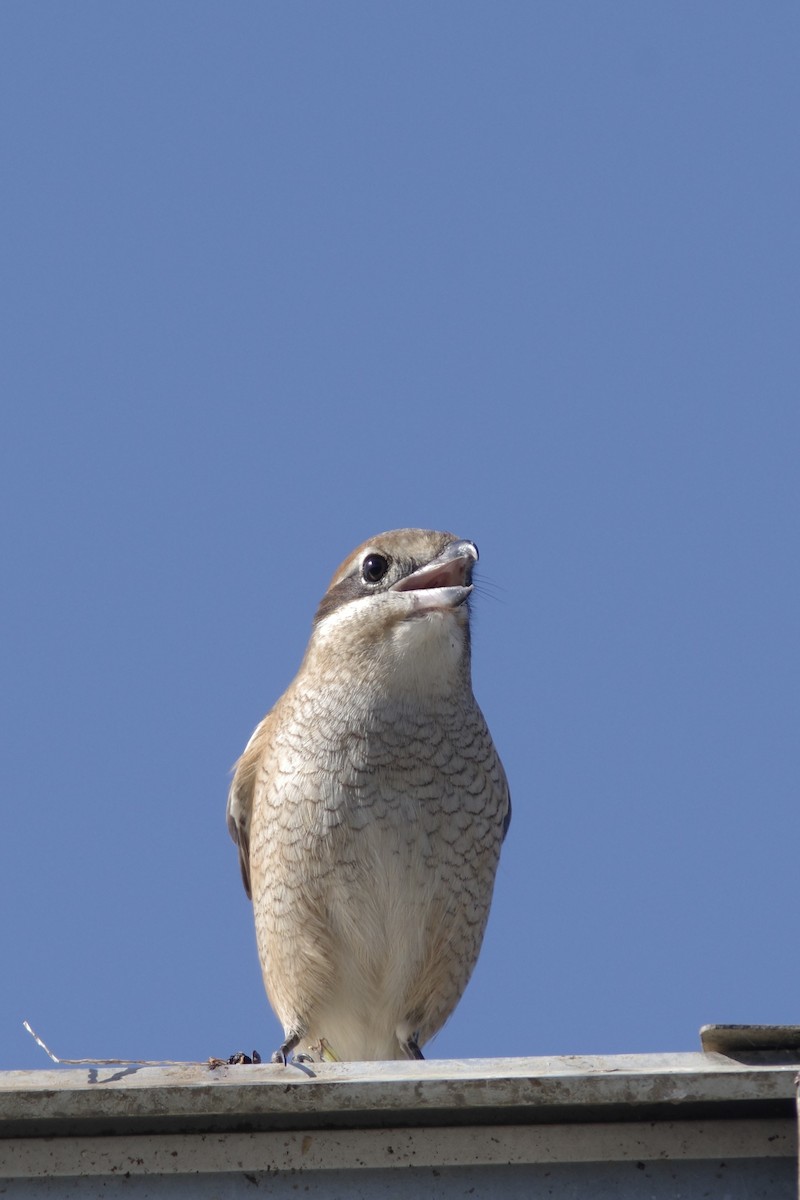 oksevarsler - ML645642613