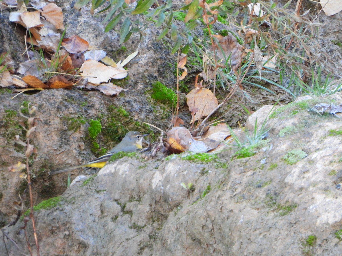 キセキレイ - ML645642614