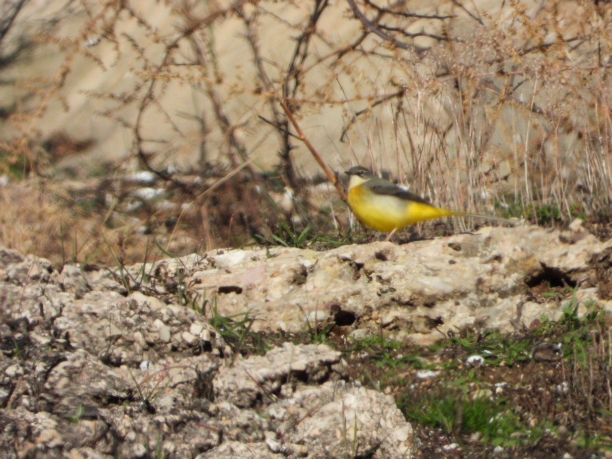 キセキレイ - ML645642615