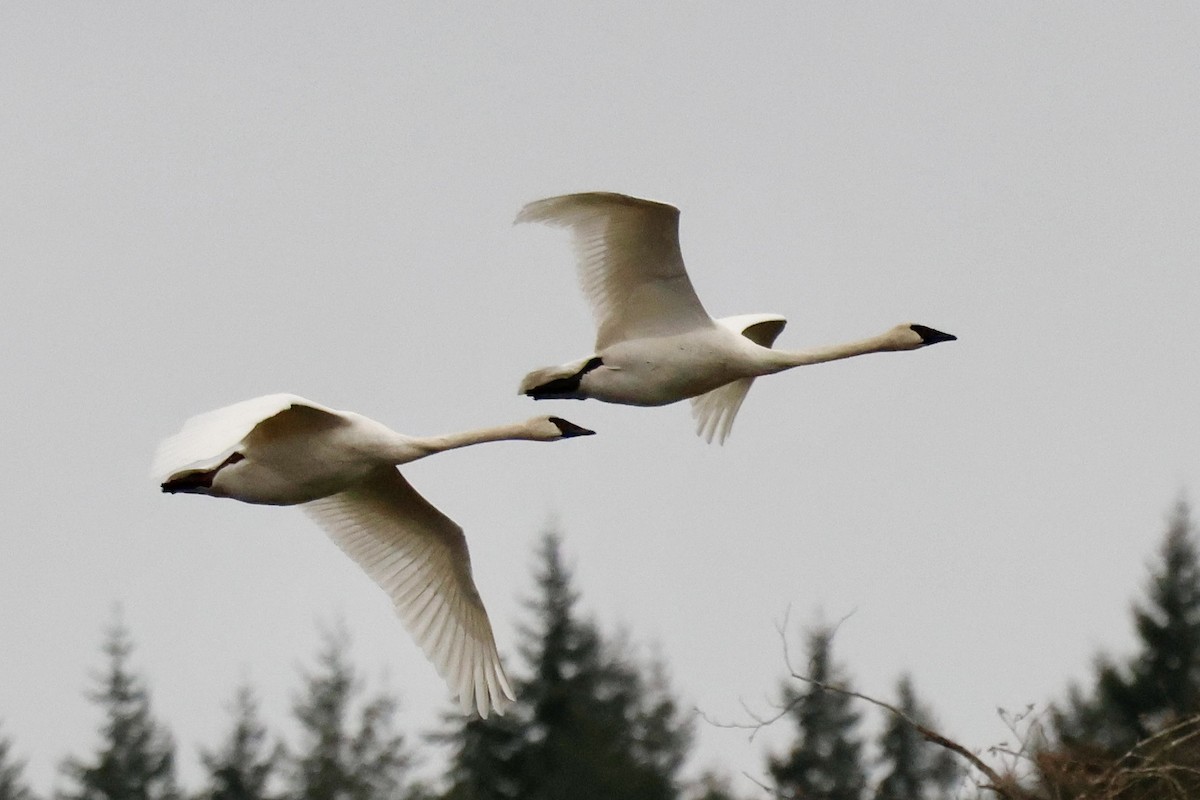 Trumpeter Swan - ML645642616