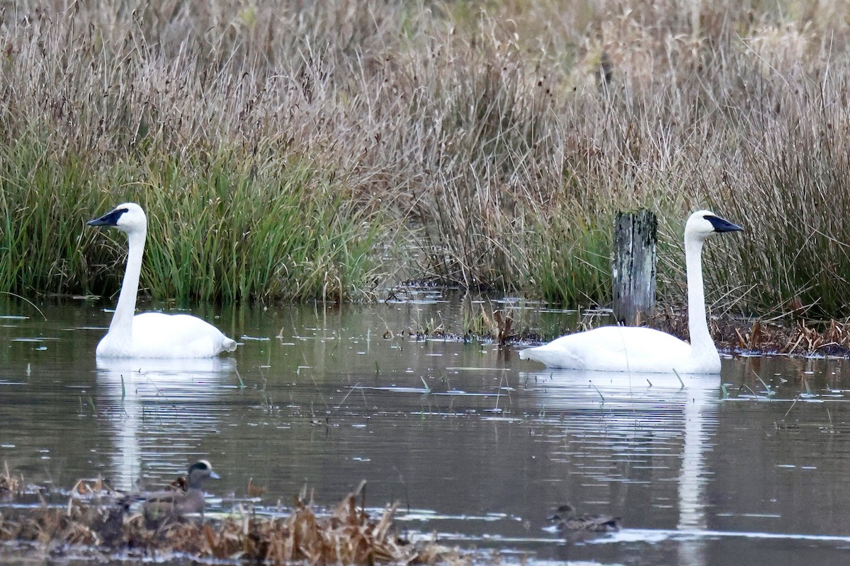 ナキハクチョウ - ML645642617
