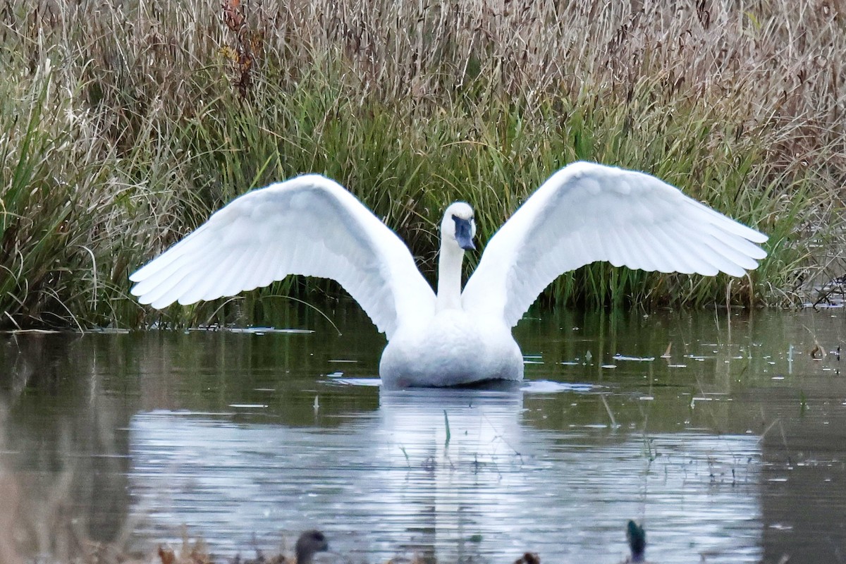 ナキハクチョウ - ML645642618