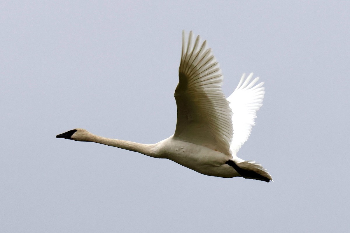 ナキハクチョウ - ML645642619