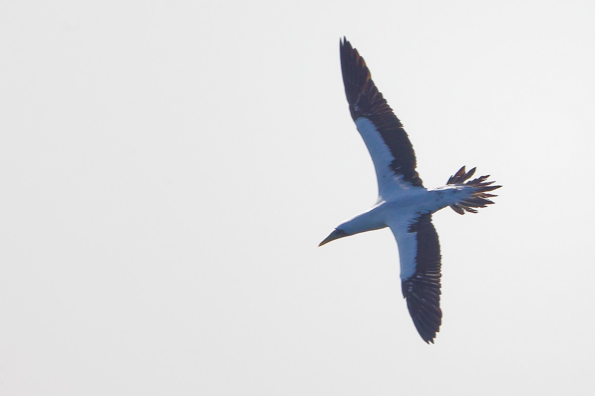 アオツラカツオドリ - ML645642624