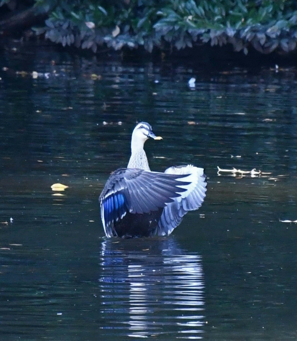 カルガモ - ML645642630