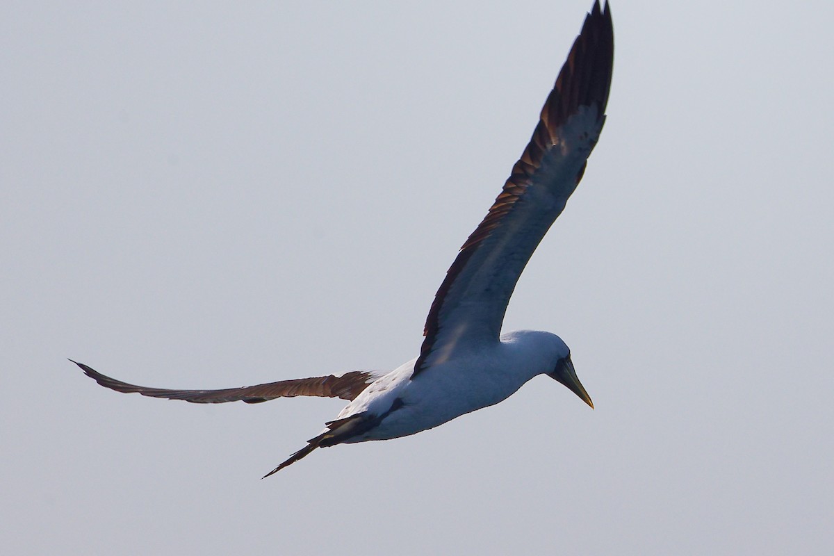 アオツラカツオドリ - ML645642631