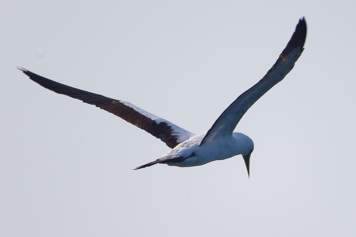 アオツラカツオドリ - ML645642632