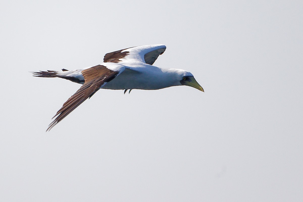 アオツラカツオドリ - ML645642634