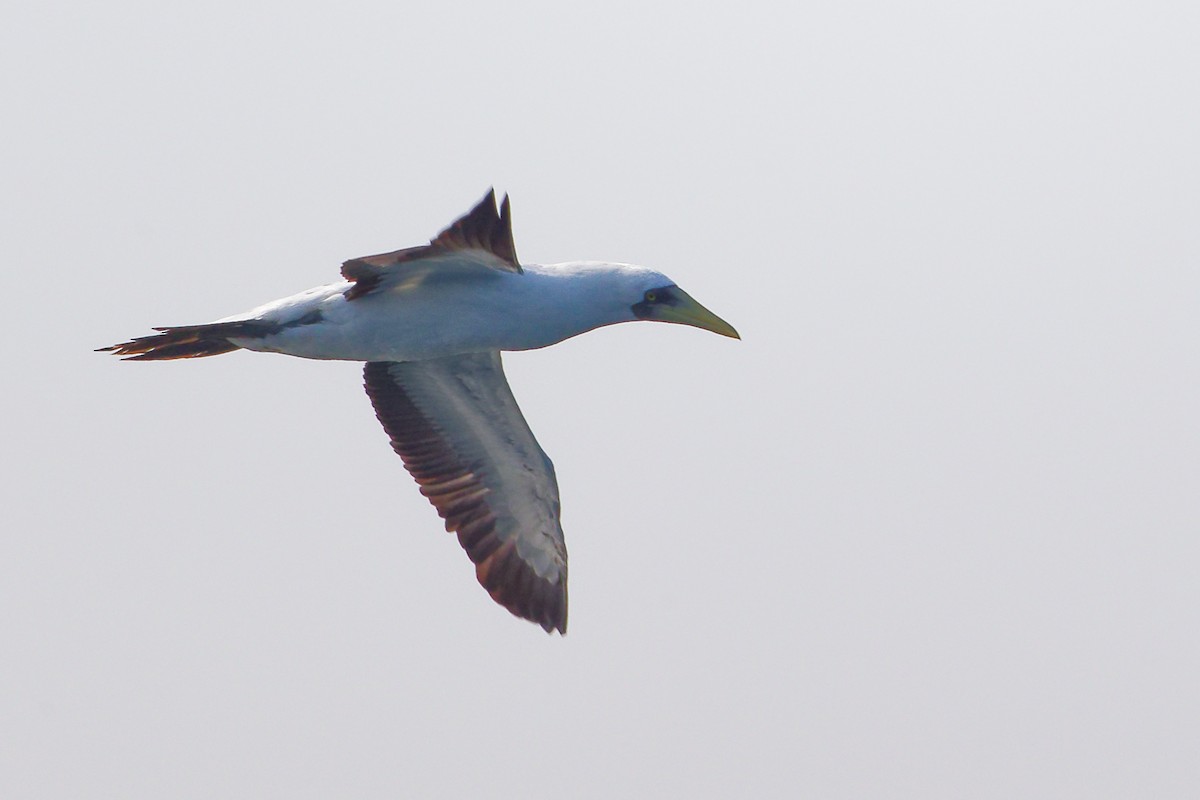 アオツラカツオドリ - ML645642635