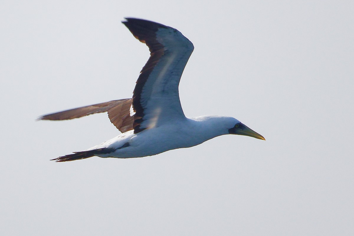 アオツラカツオドリ - ML645642636