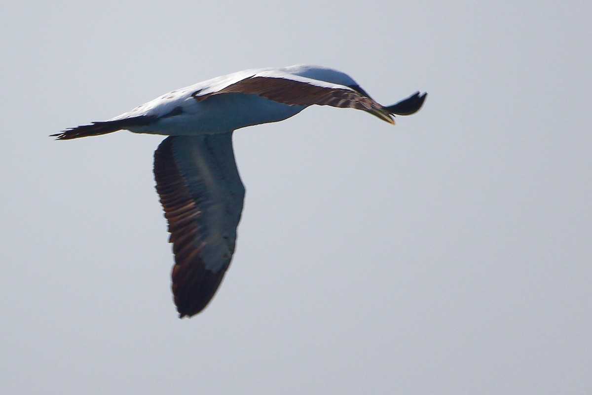 アオツラカツオドリ - ML645642638