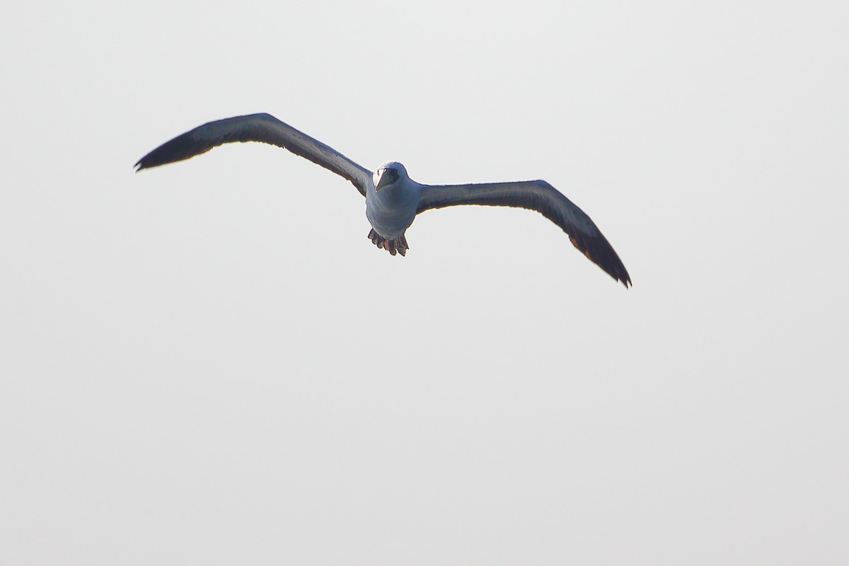 アオツラカツオドリ - ML645642639