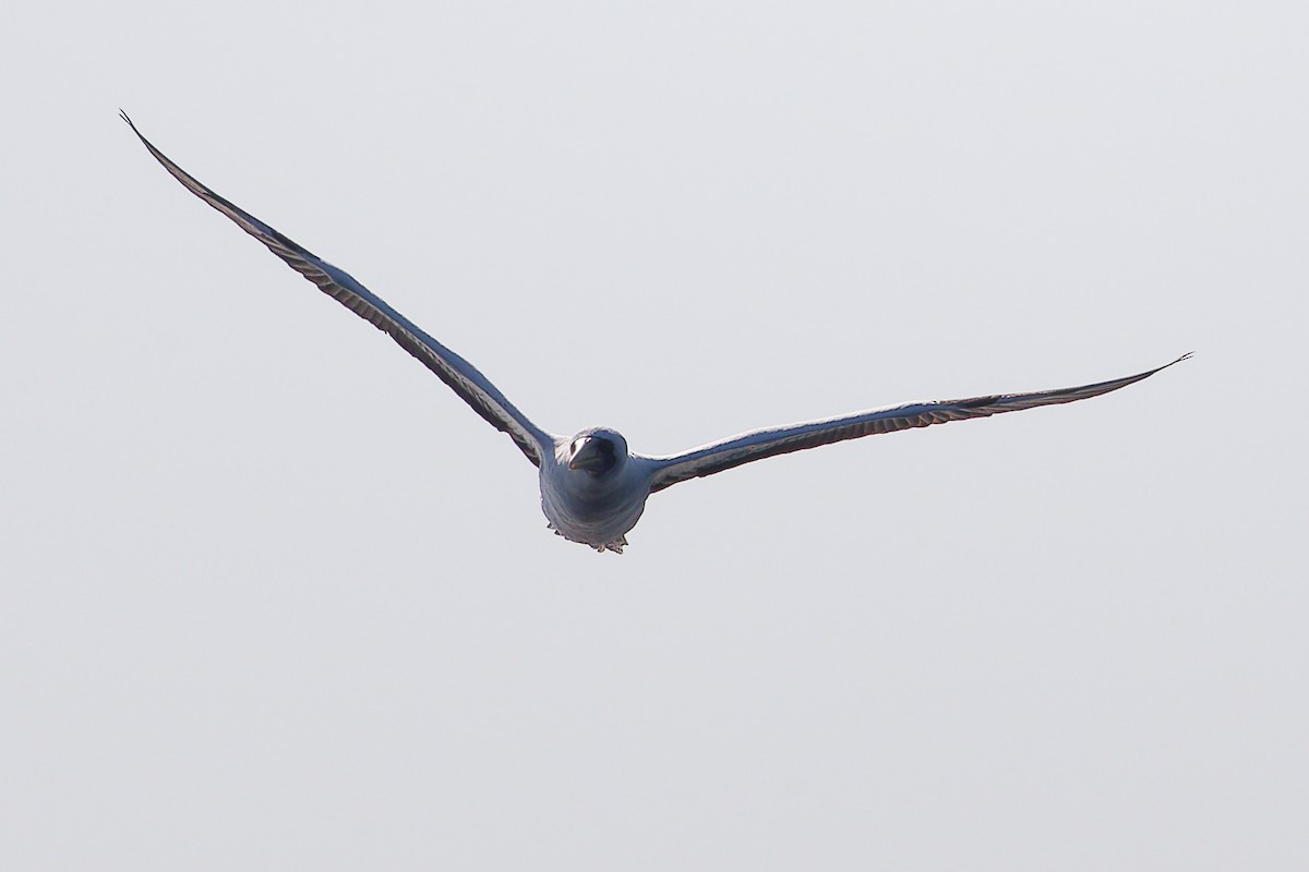 アオツラカツオドリ - ML645642640