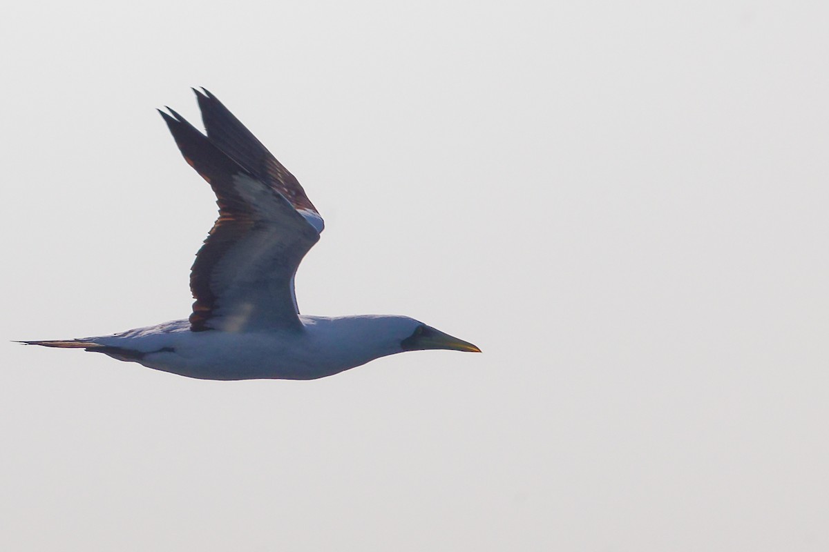 アオツラカツオドリ - ML645642641