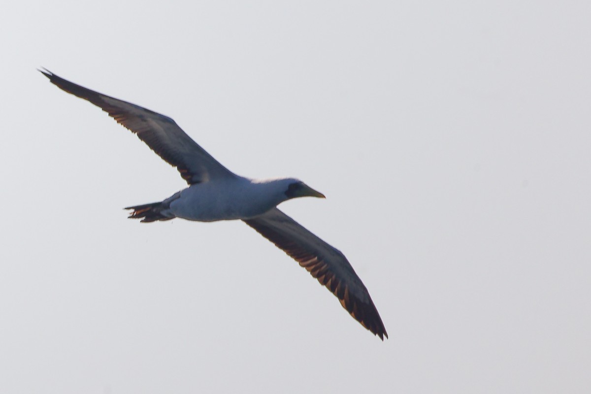 アオツラカツオドリ - ML645642642