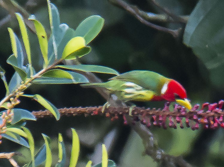 ズアカゴシキドリ - ML645642643