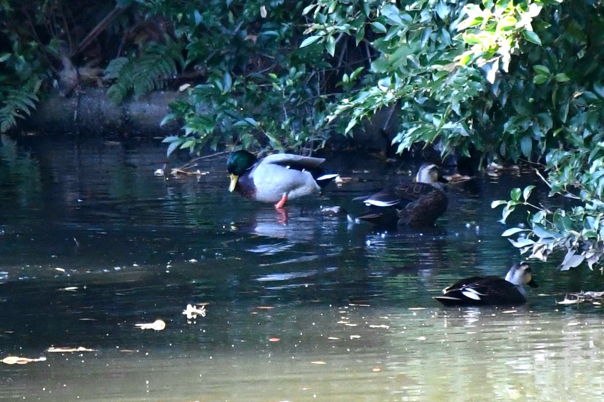 マガモ - ML645642644