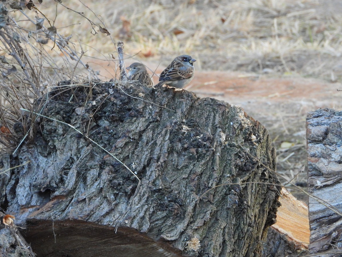 イエスズメ - ML645642645