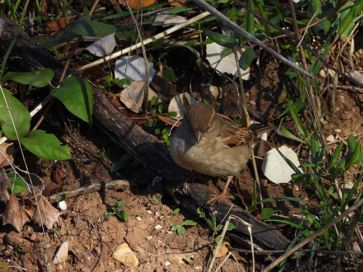 イエスズメ - ML645642646