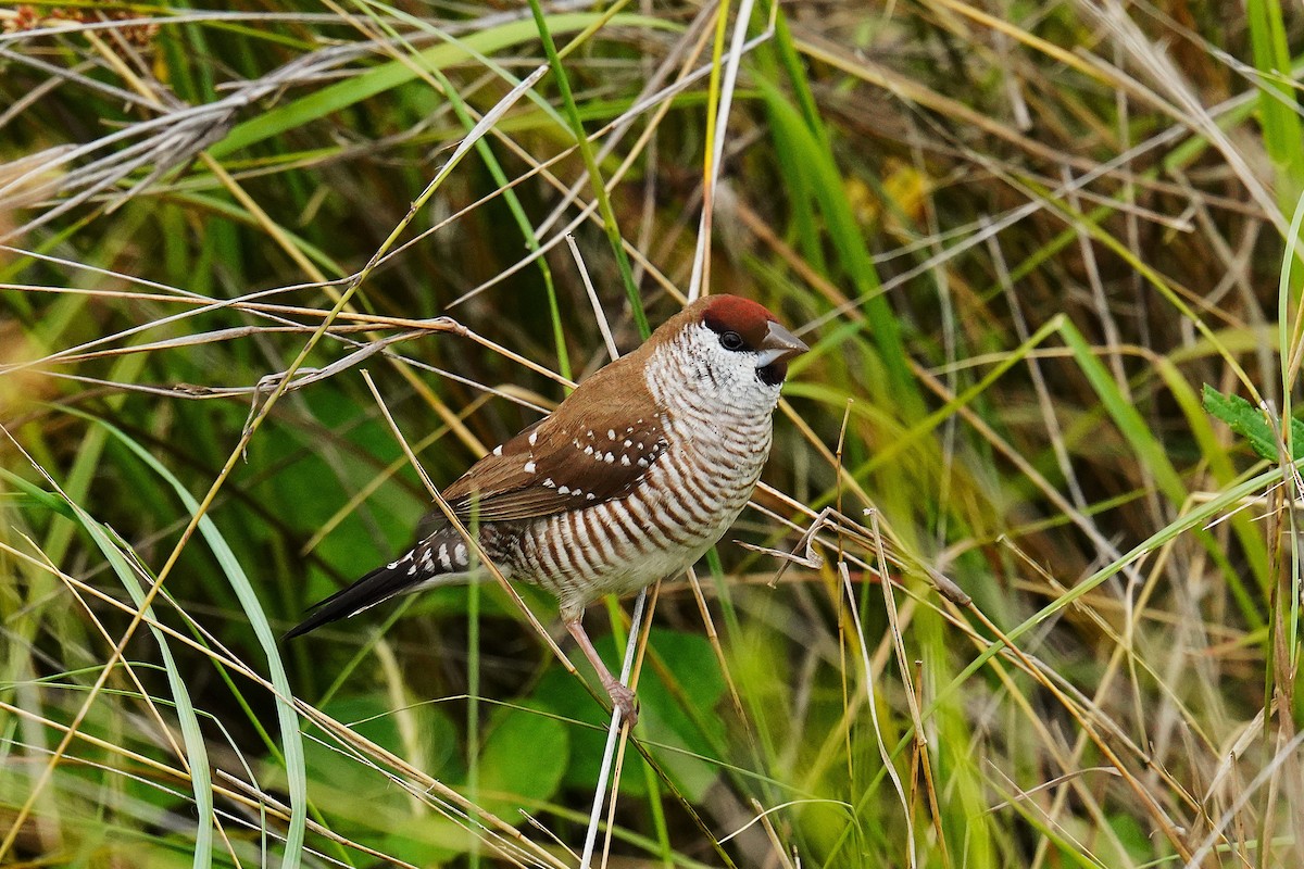 サクラスズメ - ML645642647