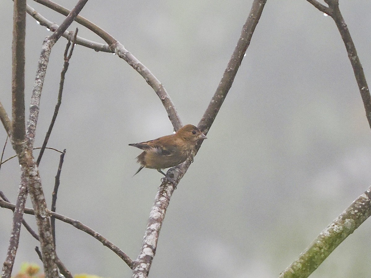 ルリノジコ - ML645642650