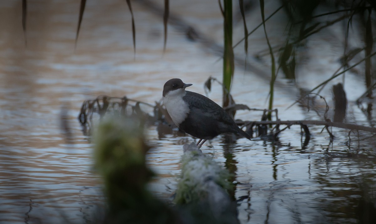 ムナジロカワガラス - ML645642651