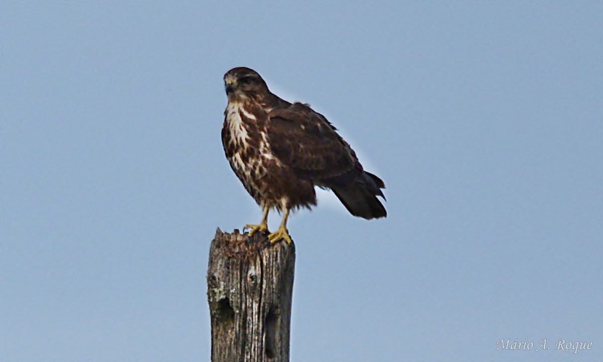 ヨーロッパノスリ - ML645642653