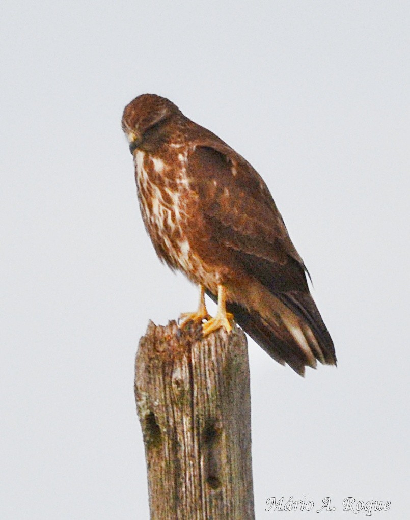 ヨーロッパノスリ - ML645642654