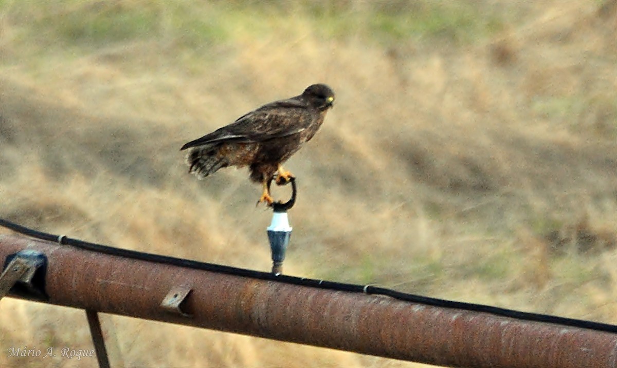 ヨーロッパノスリ - ML645642655