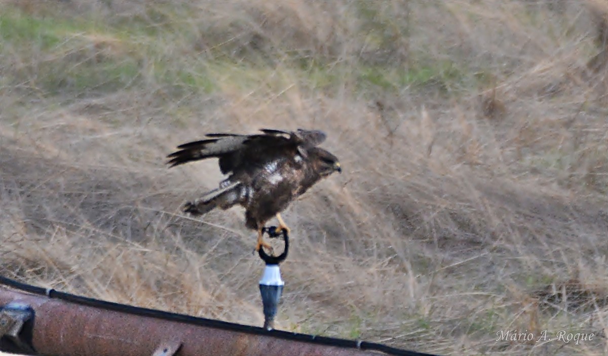 ヨーロッパノスリ - ML645642656