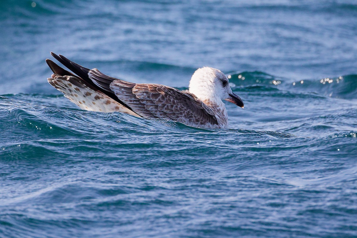 Kaio iluna - ML645642663