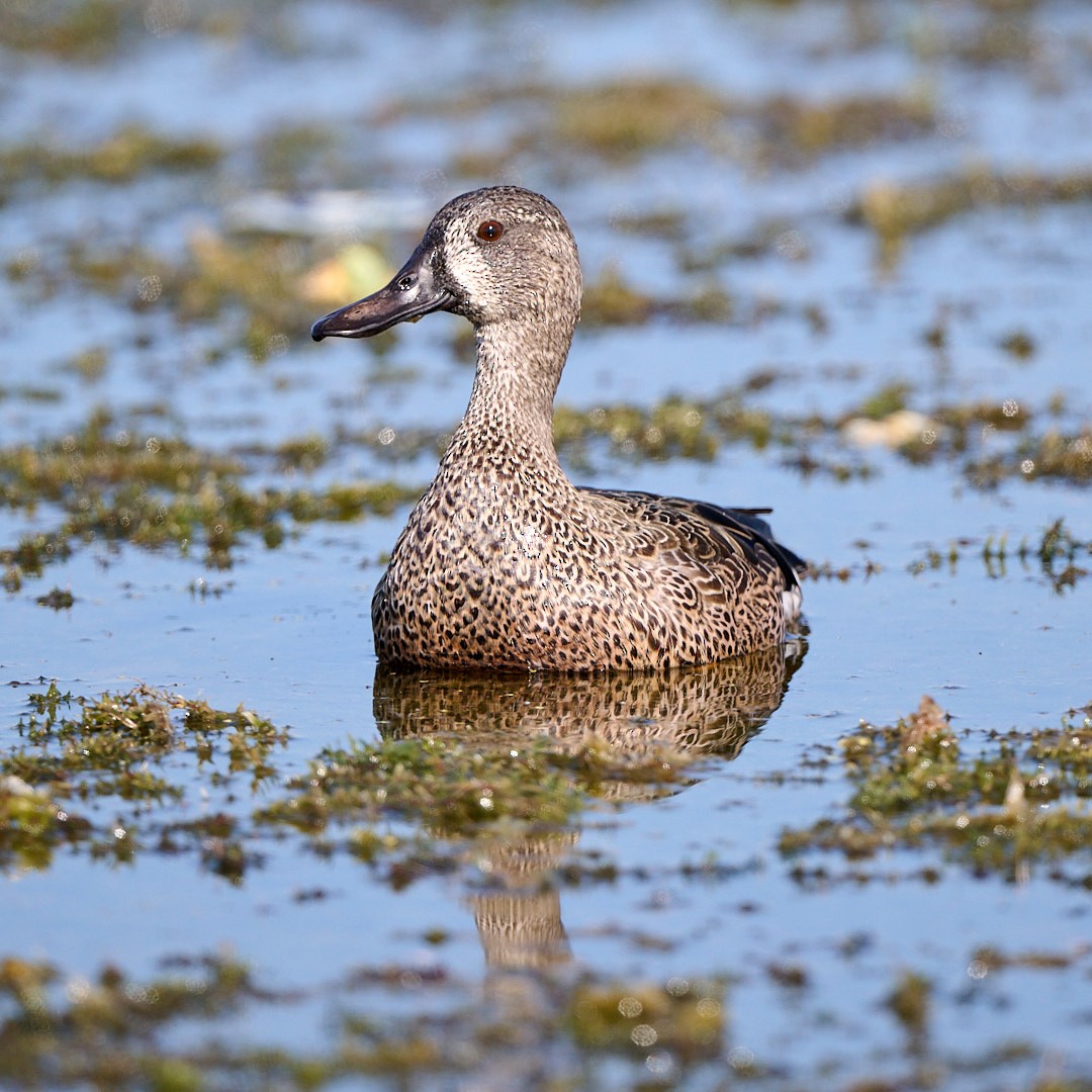 Cerceta Aliazul - ML645642665
