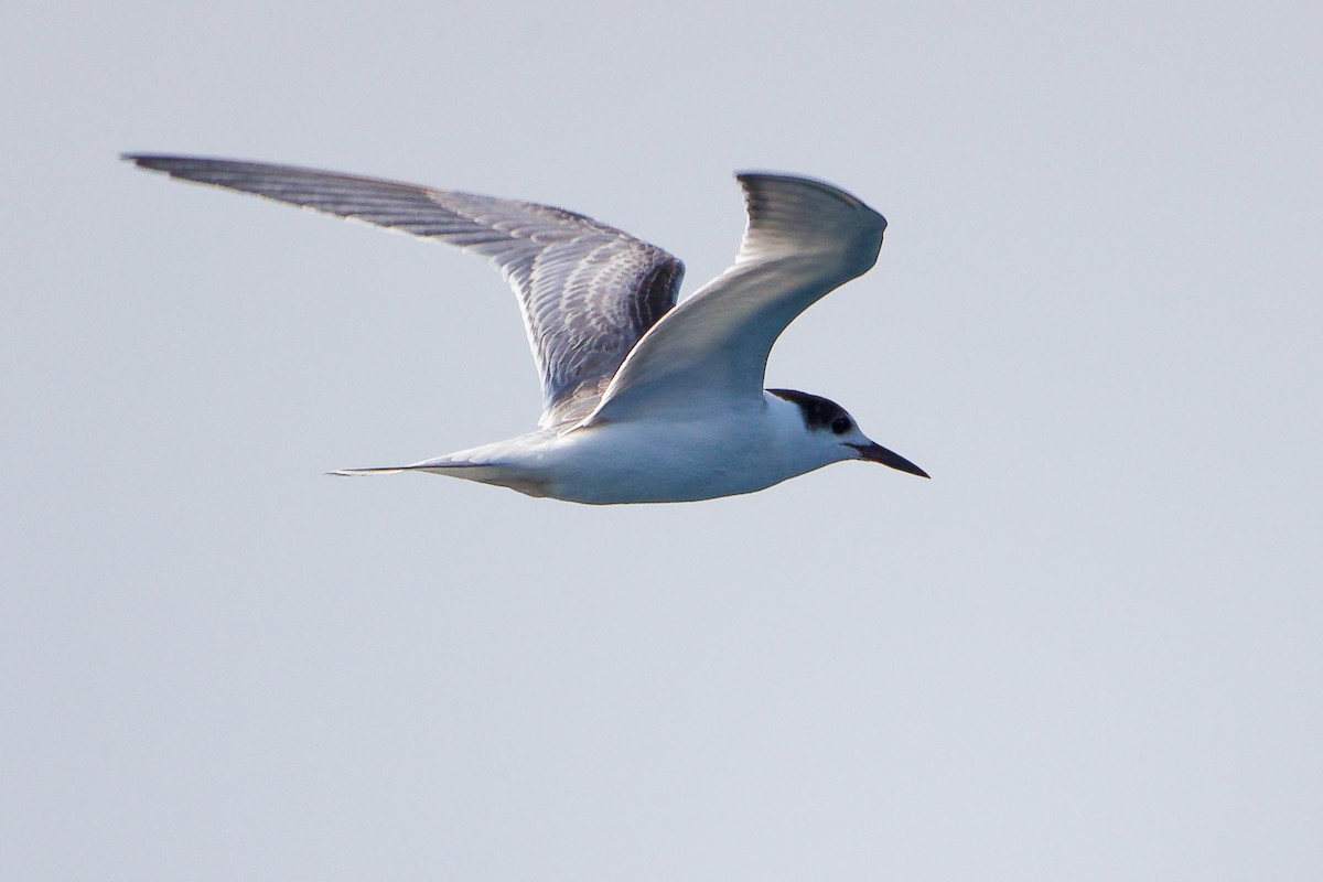 rybák obecný - ML645642669