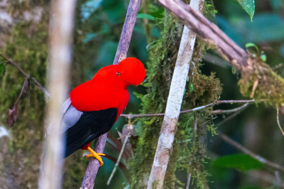 Gallito de las Rocas Peruano - ML645642671