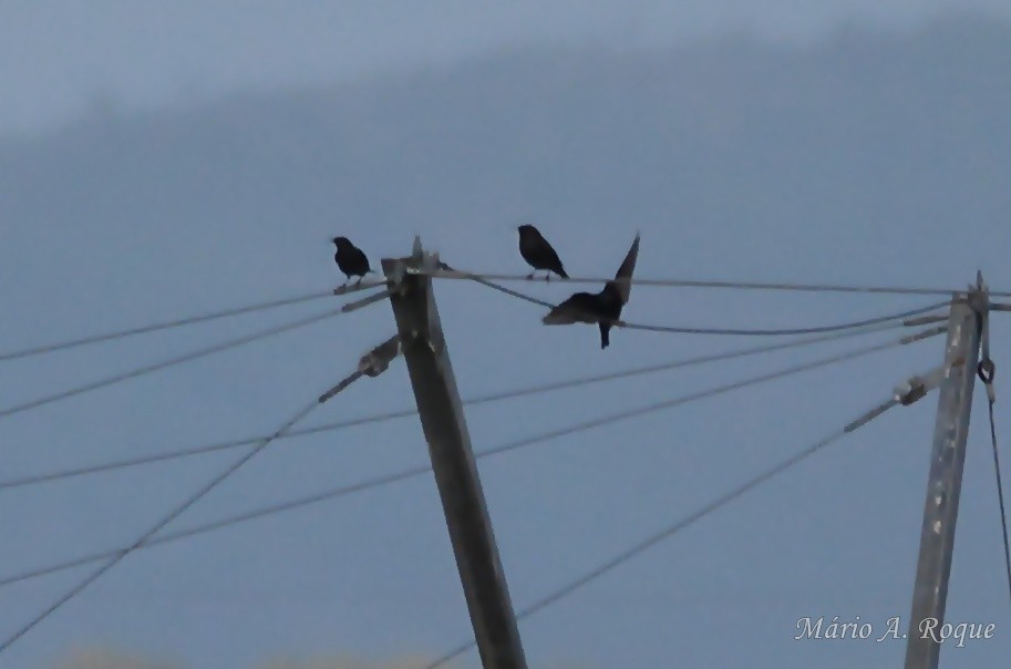 זרזיר שחור - ML645642675