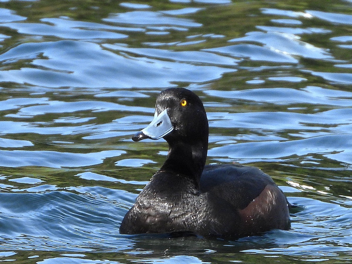 New Zealand Scaup - ML645642678