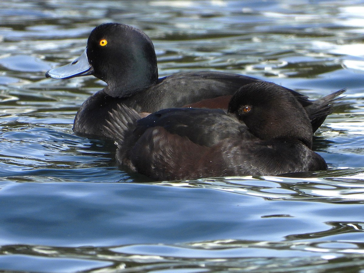 New Zealand Scaup - ML645642679
