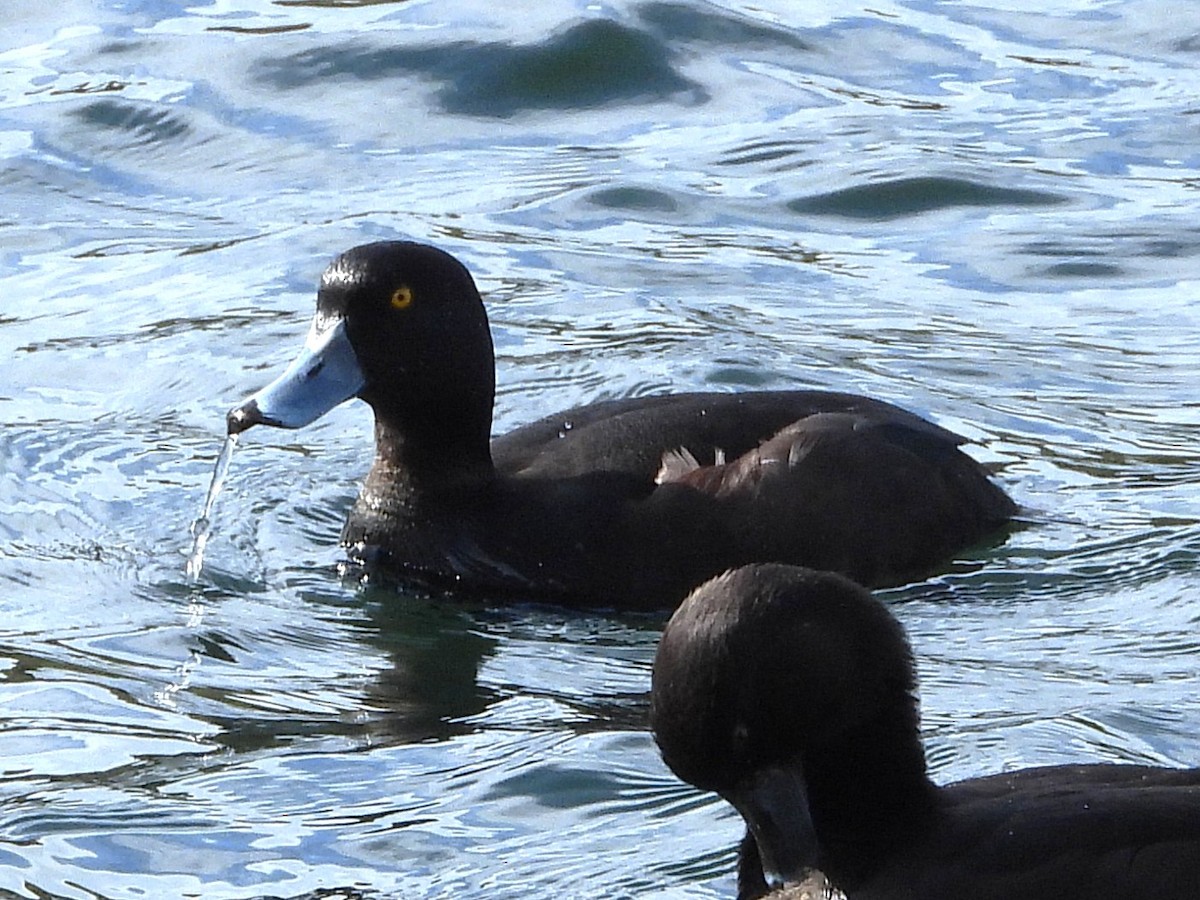 New Zealand Scaup - ML645642680