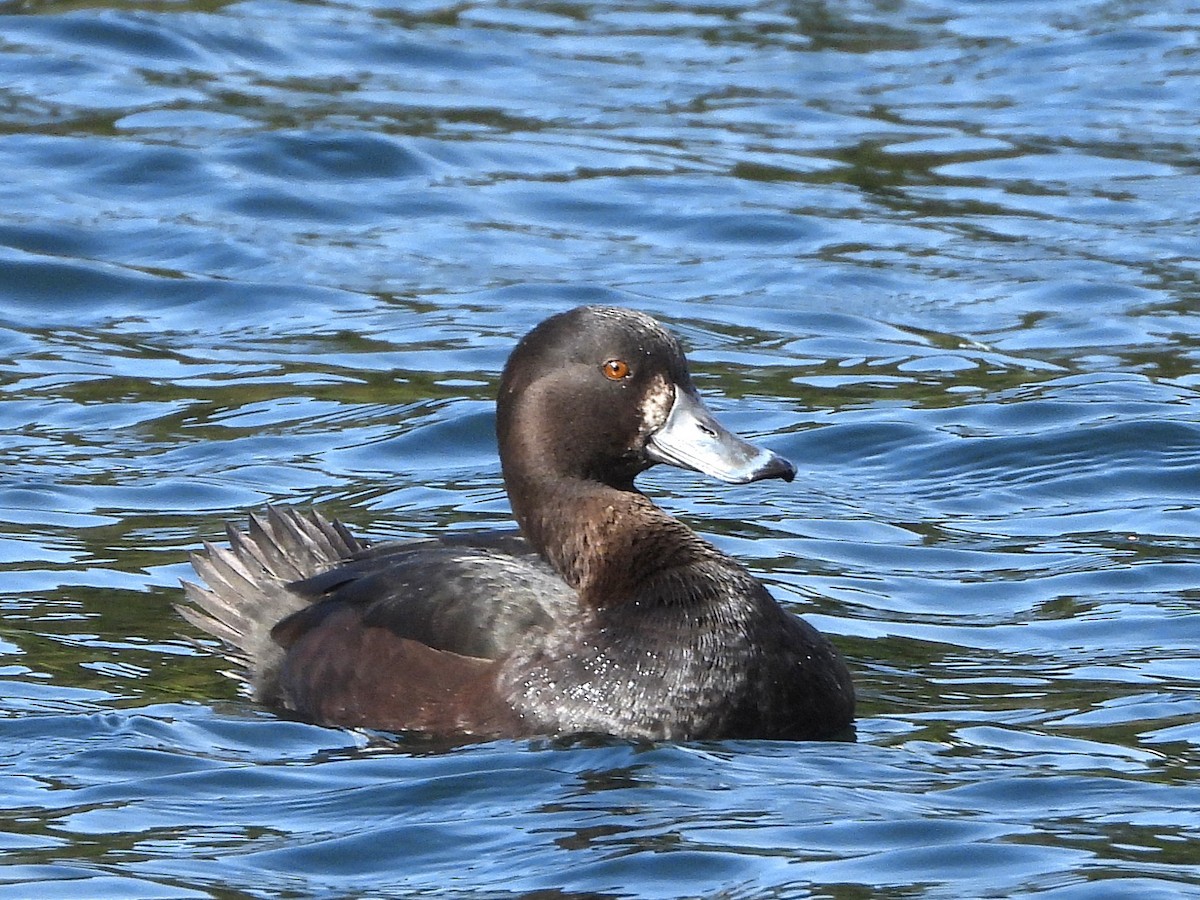 Porrón Maorí - ML645642681