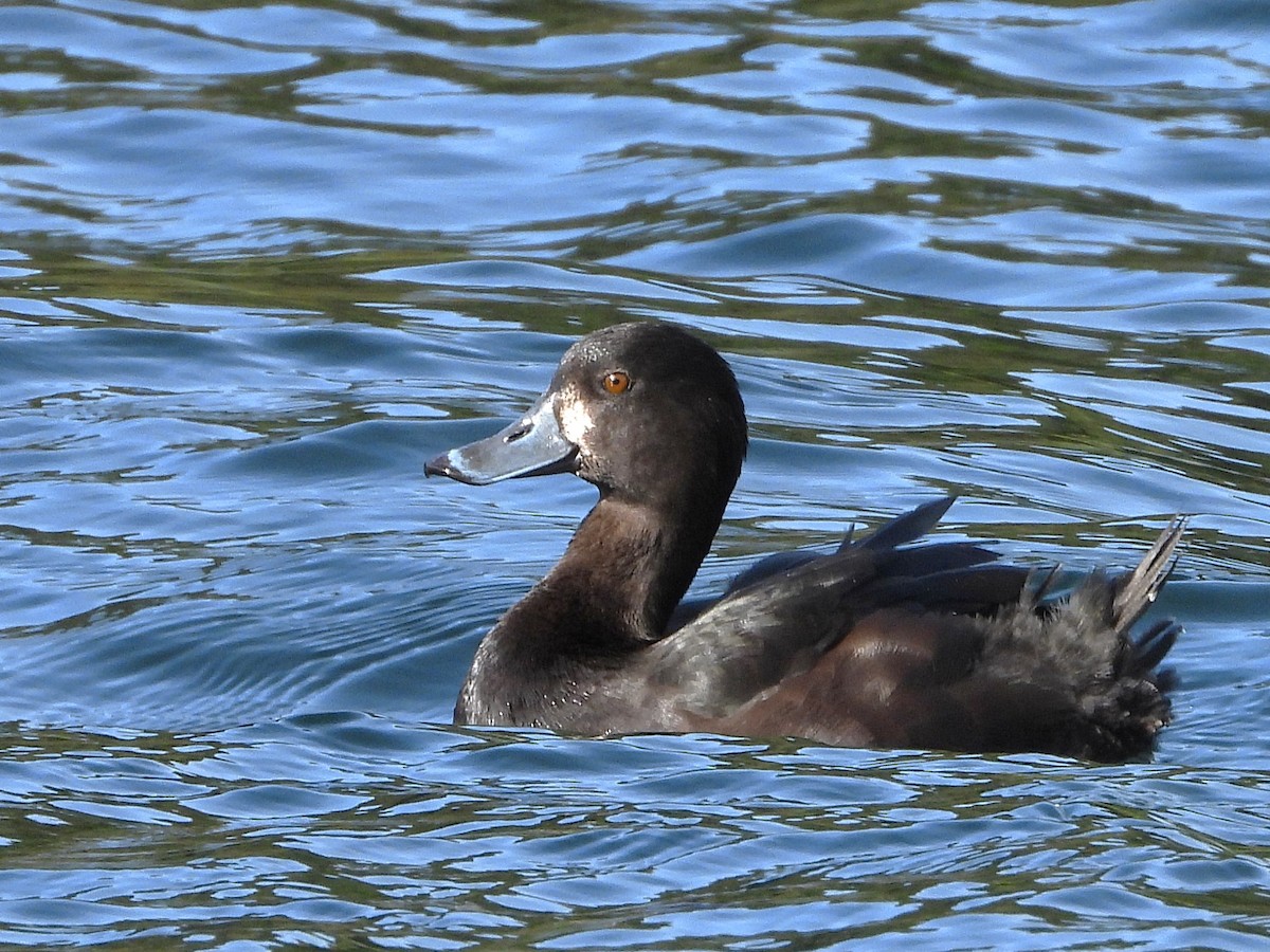 Porrón Maorí - ML645642682