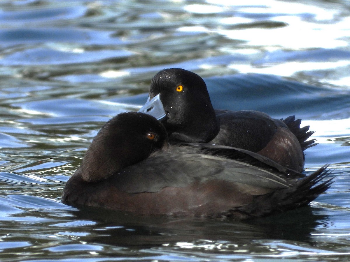 Porrón Maorí - ML645642683